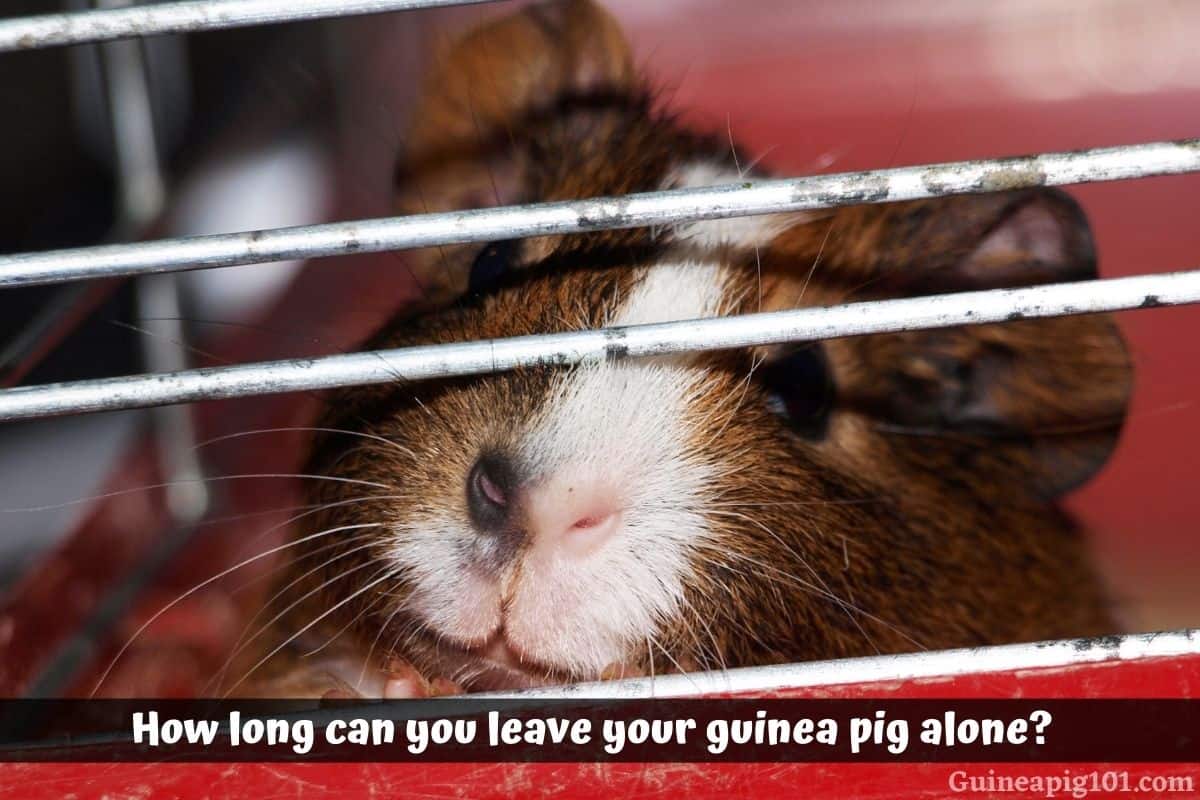 How Long Can You Leave Your Guinea Pig Alone?