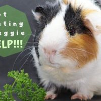 my guinea pig is not eating vegetable