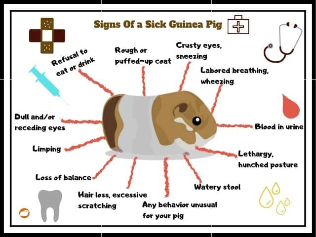 Signs of a sick guinea pig