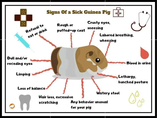 Why is my guinea pig breathing fast? (Causes, Signs & Remedy)
