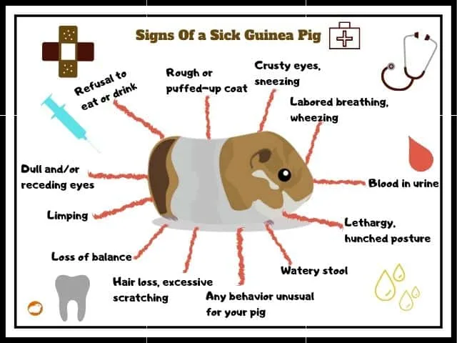 Can guinea pigs eat pistachio clearance nuts