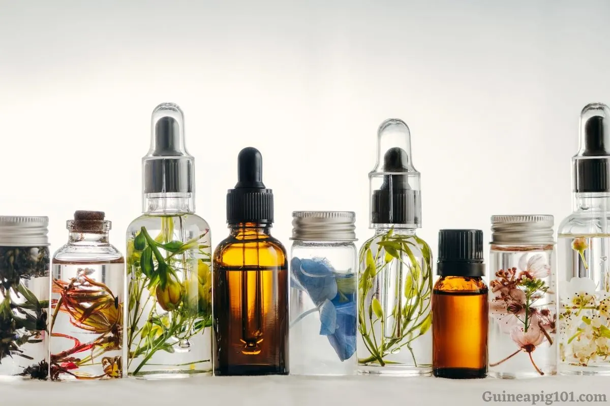 What essential oils are toxic to guinea pigs