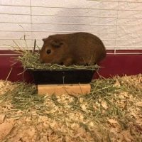How much hay do guinea pigs eat a day