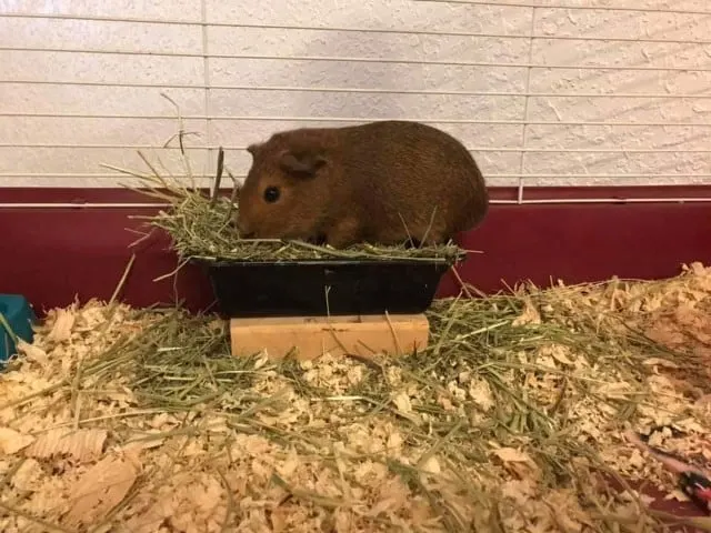 How much hay do guinea pigs eat a day