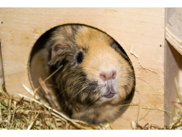 guinea pig hiding places