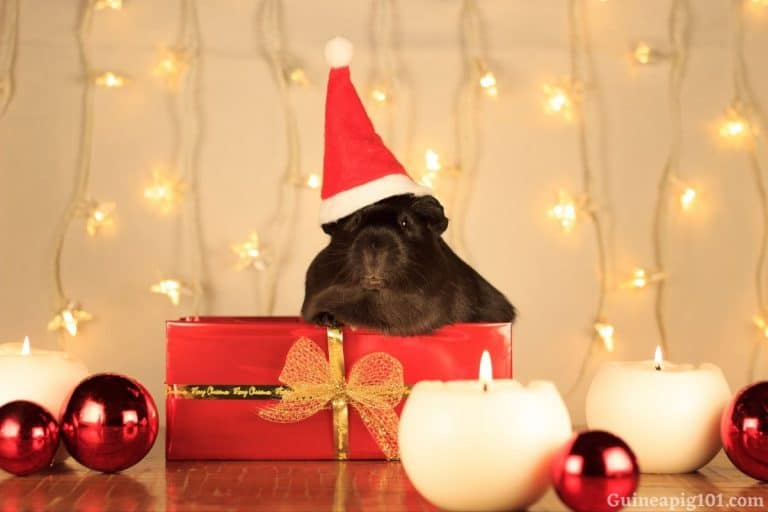 Essential Oils And Guinea Pigs Are Essential Oils Safe For Guinea Pigs?