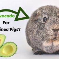 Can guinea pigs eat avocado