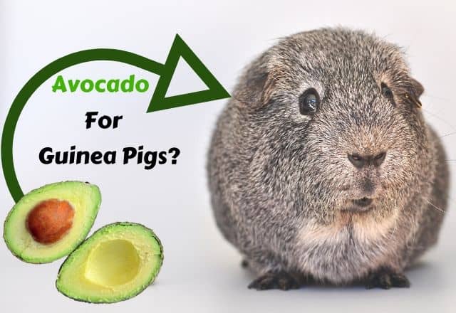 Can Guinea Pigs Eat Avocado?