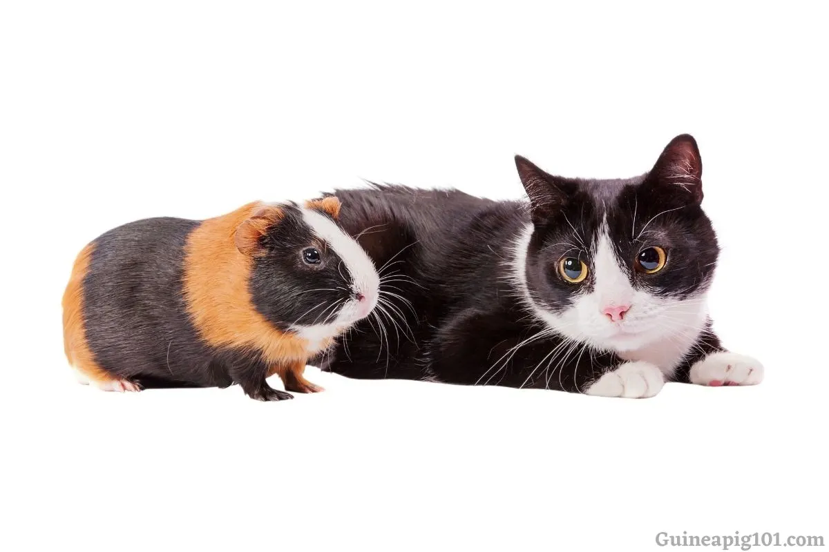 can guinea pigs live with cats and dogs