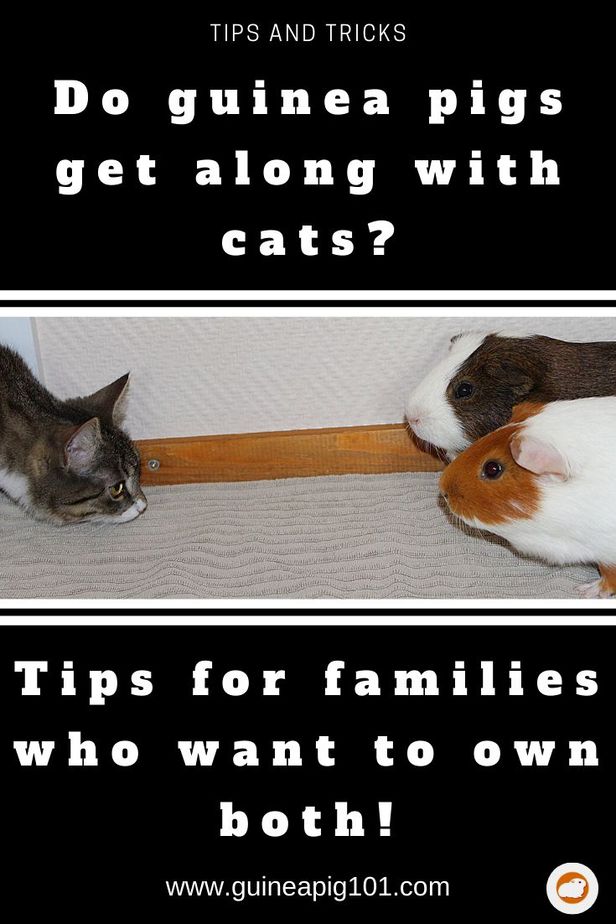Do guinea pigs get along with cats? Tips for families who ...