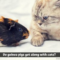 Do guinea pigs get along with cats?