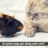 Do guinea pigs get along with cats?