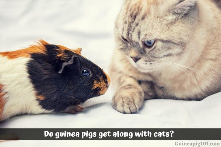 Do Guinea Pigs Get Along With Cats? Tips For Families Who Want To Own Both!