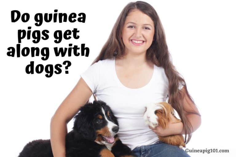 Do Guinea Pigs Get Along With Dogs? Tips For Families Who Want Both!