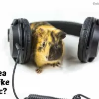 Do guinea pigs like music