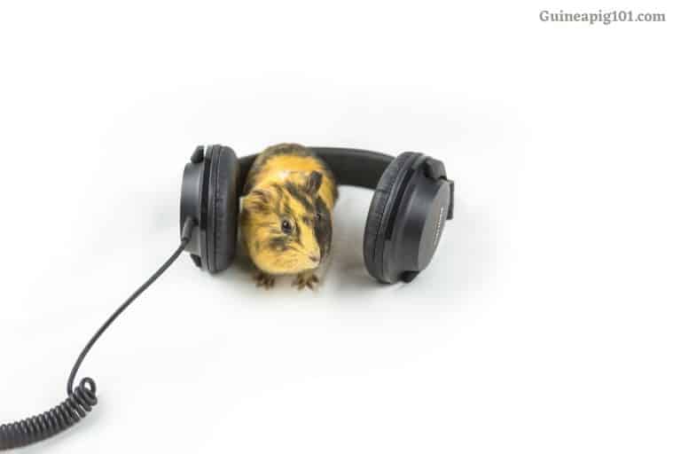 Do Guinea Pigs Like Music?