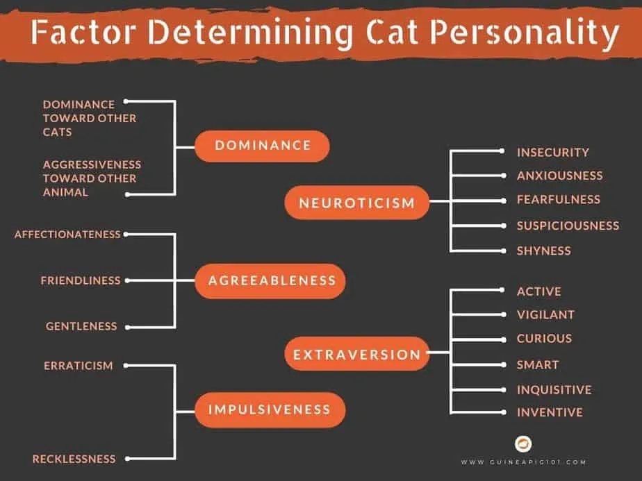 Understanding Cat's temperament