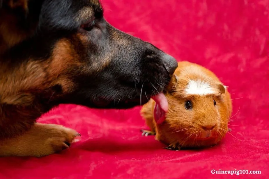 Guinea pigs and dogs