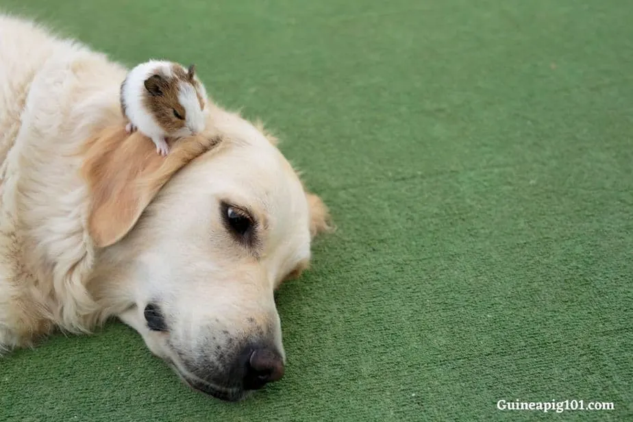 Are guinea pigs good with dogs