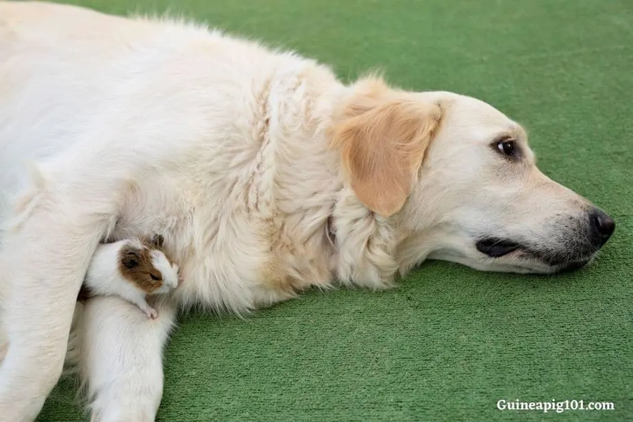 How do you introduce a guinea pig to a dog