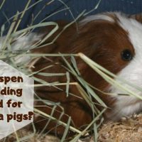 Is aspen bedding good for guinea pigs