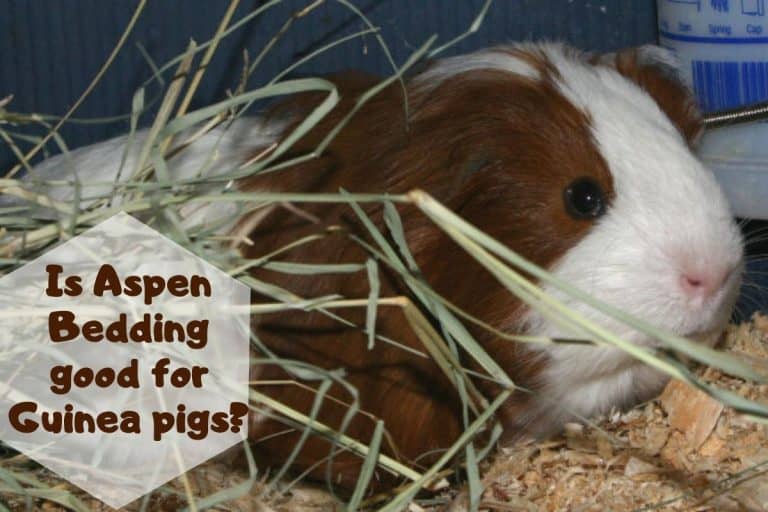 Is Aspen Bedding Good For Guinea Pigs? A Complete Owners Guide!