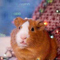 Is fairy light safe for guinea pigs?