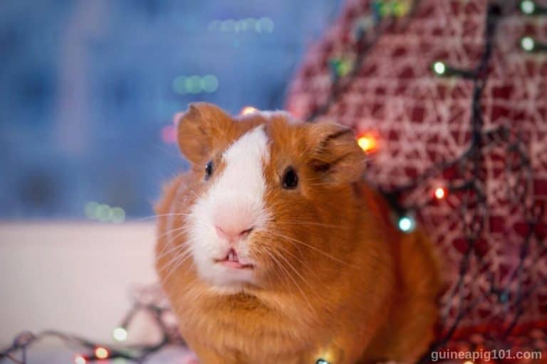 Is Fairy Light Safe For Guinea Pigs?