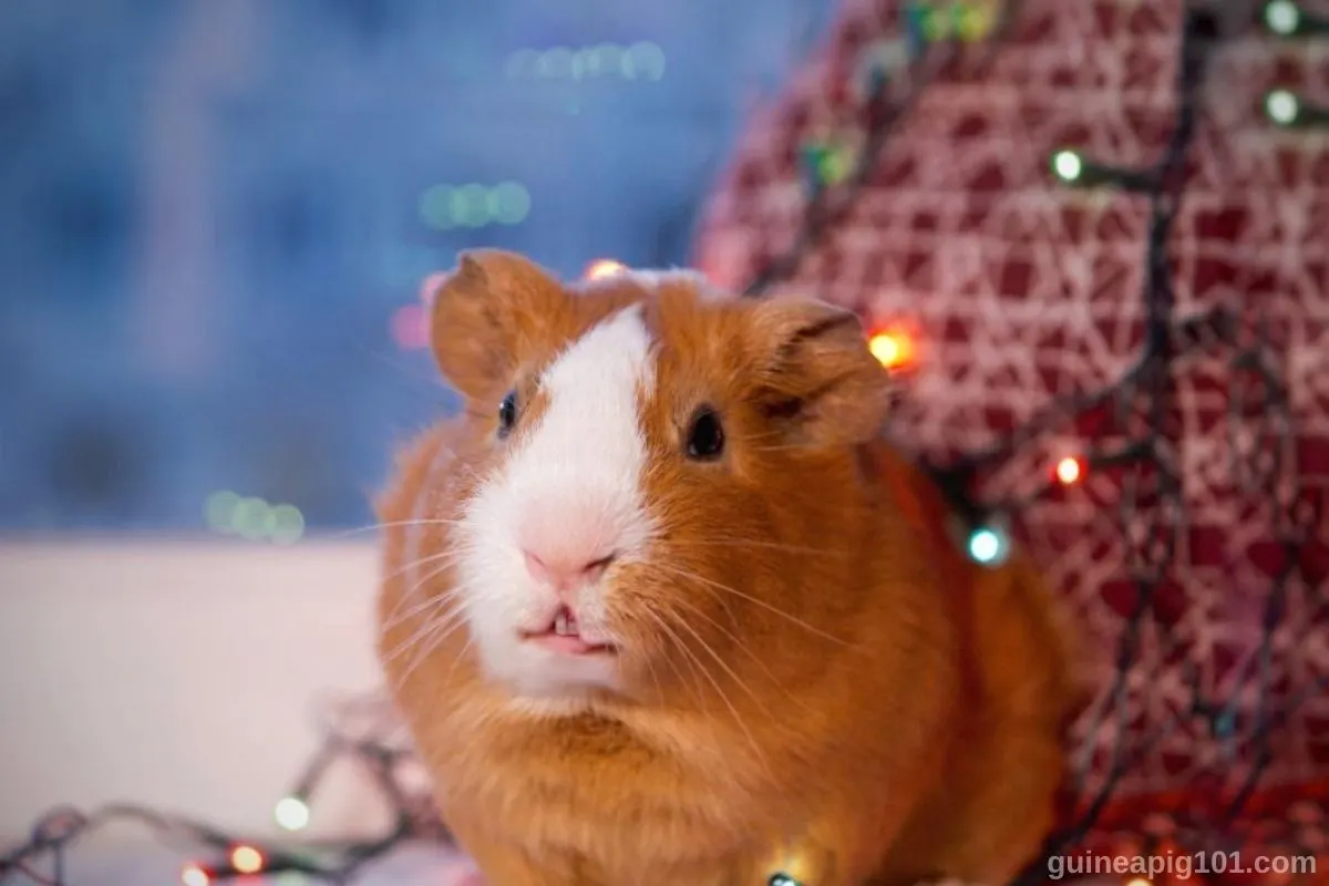 Is fairy light safe for guinea pigs?
