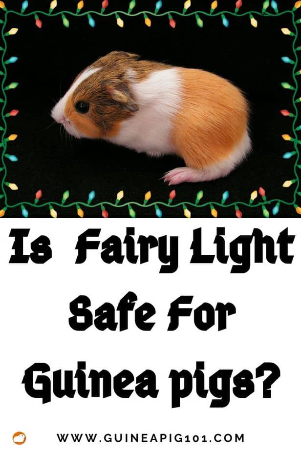 Is fairy light safe for guinea pigs? (Hazards to look for & other safe