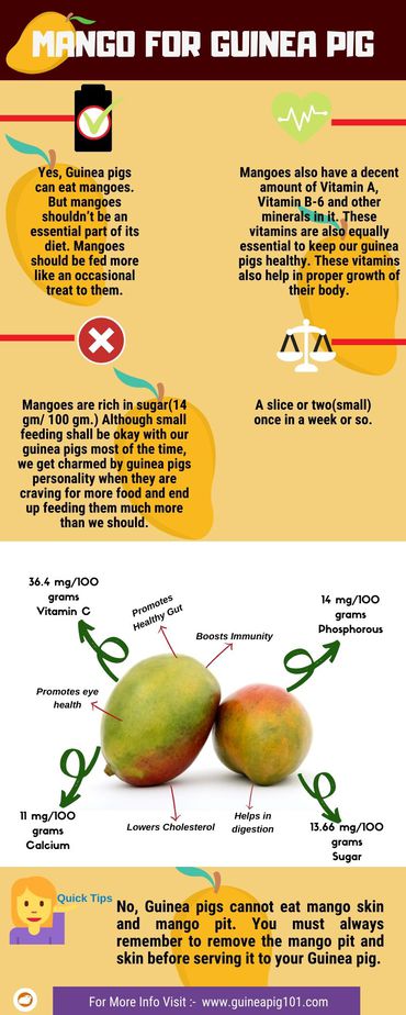 Can Guinea Pigs Eat Mango