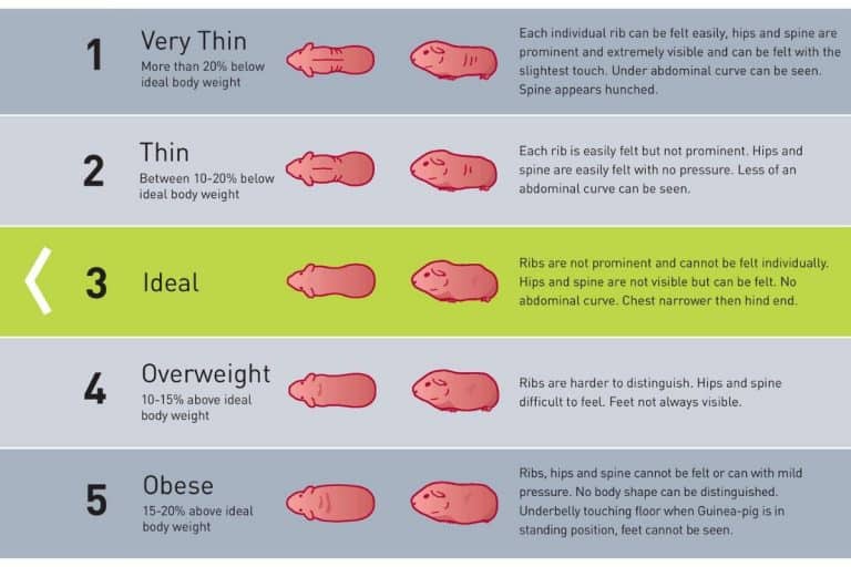 Why Is My Guinea Pig Losing Weight Causes Diet Suggestions 