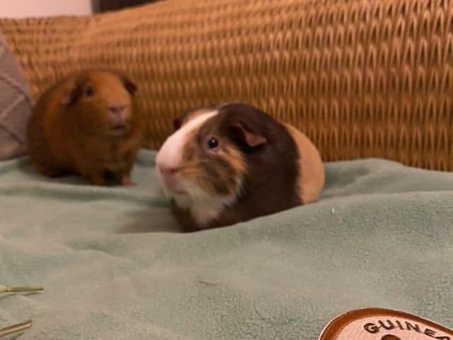 Male Vs Female Guinea Pig: Which Guinea Pig Gender Is Better?