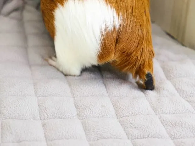 Guineadad fleece liner review: Is it a good choice?