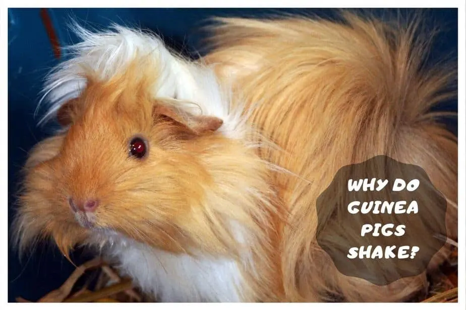 Why Is My Guinea Pig Shaking? (Head, Bum & Body)