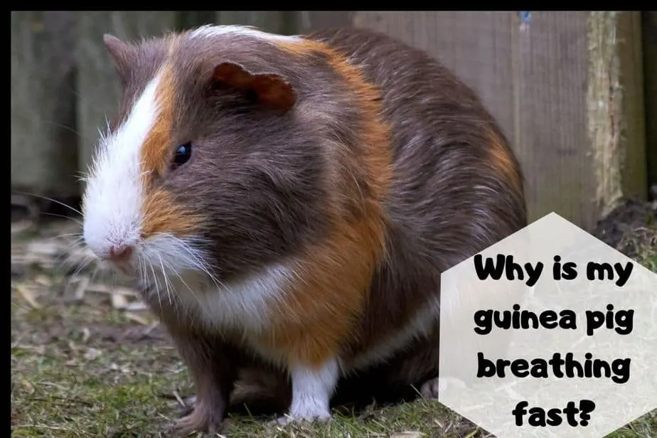 Why Is My Guinea Pig Breathing Fast? (Causes, Signs & Remedy)