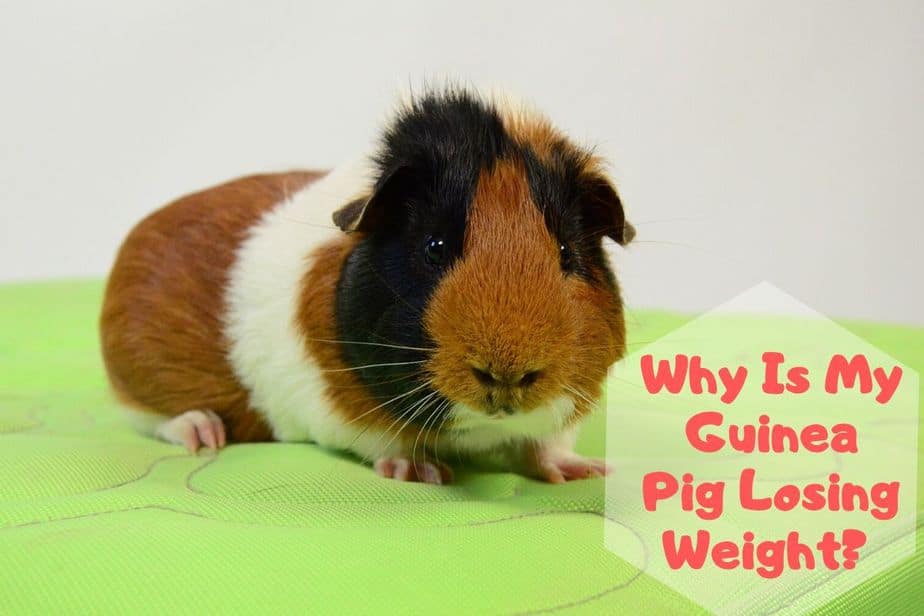 Why Is My Guinea Pig Losing Weight? (Causes & Diet Suggestions)