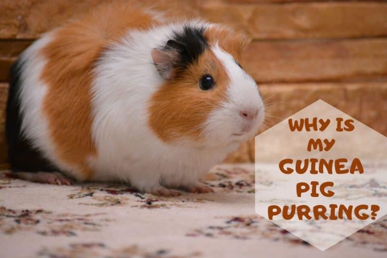 Why Is My Guinea Pig Purring? (Causes & What You Can Do About It)