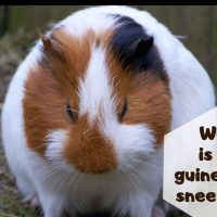 Why is my guinea pig sneezing