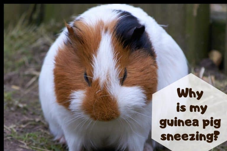 Why Is My Guinea Pig Sneezing? (Causes, Signs & Remedies)