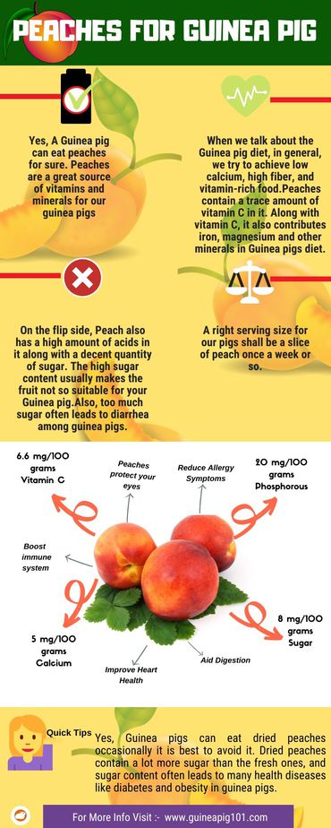 Can Guinea Pigs Eat Peaches Serving Size Risks More