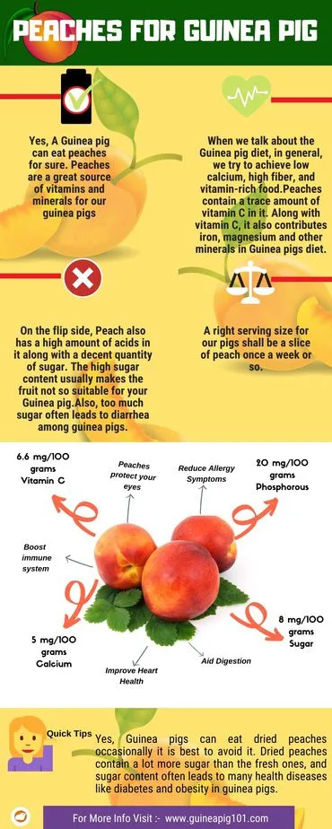 Can Guinea Pigs Eat Peaches