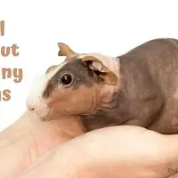 All About Skinny pigs