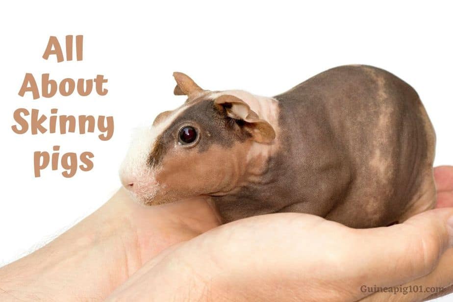 Skinny Pigs (Hairless Guinea Pigs): (Care, Diet, Cost, & More)