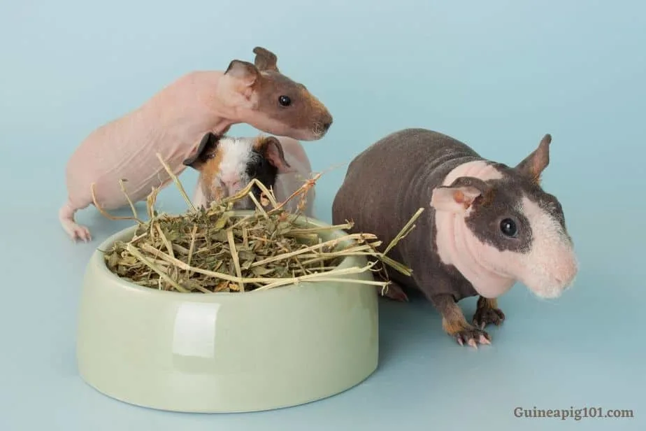 Skinny pig food bowl