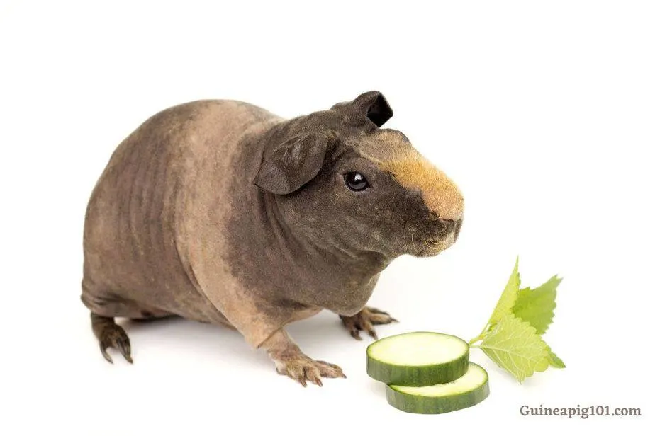 Skinny pigs (Hairless guinea pigs): Breed Spotlight(Care, Diet, Cost, & More)