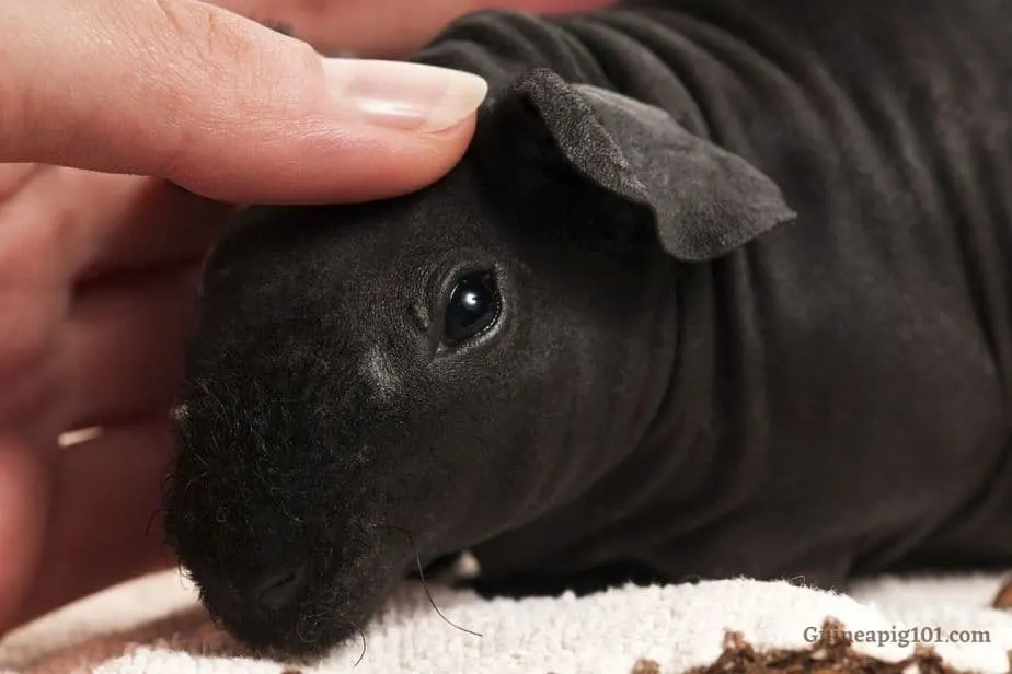 Skinny pig temperament