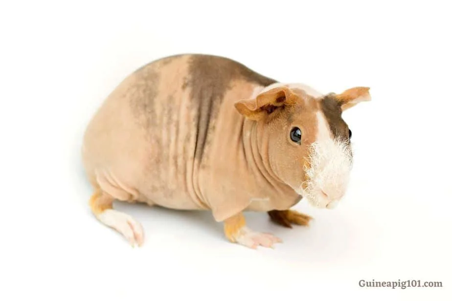 skinny pig appearance