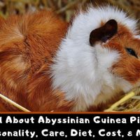 All about Abyssinian guinea pigs