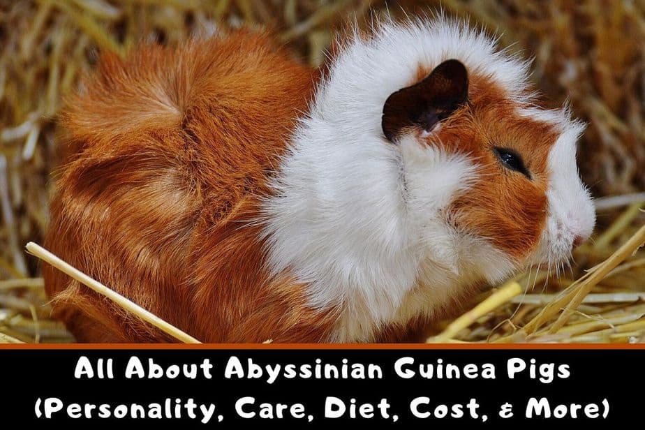 All About Abyssinian Guinea Pigs (Personality, Care, Diet, Cost, & More)